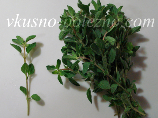 Орегано  (Origanum vulgare) - душистая трава. Так же известна под названиями душица, майоран,  материнка.