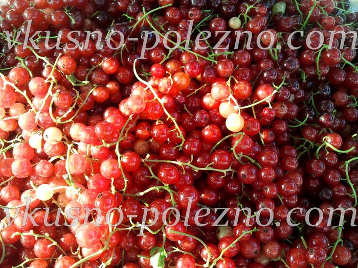 Красная смородина или Смородина обыкновенная (лат. Ribes rubrum) Красная смородина или Смородина обыкновенная (лат. Ribes rubrum)